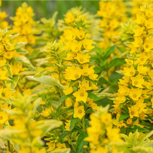 Lysimachia punctata 'Alexander'