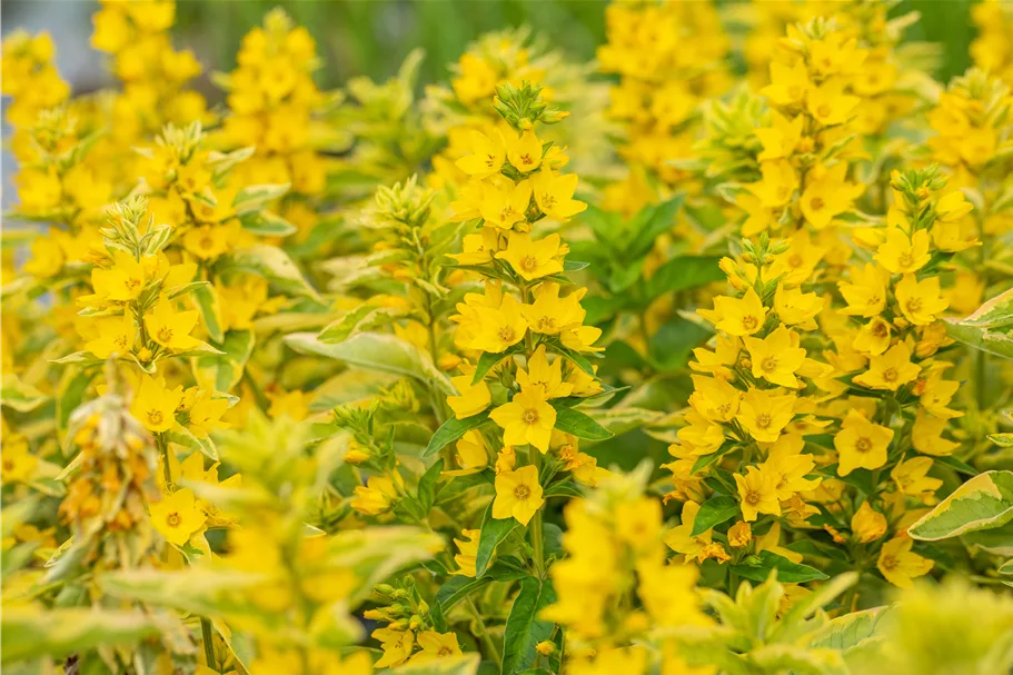 Lysimachia punctata 'Alexander'