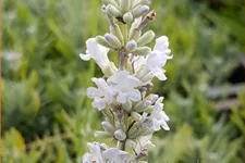 Lavandula angustifolia 'Arctic Snow'