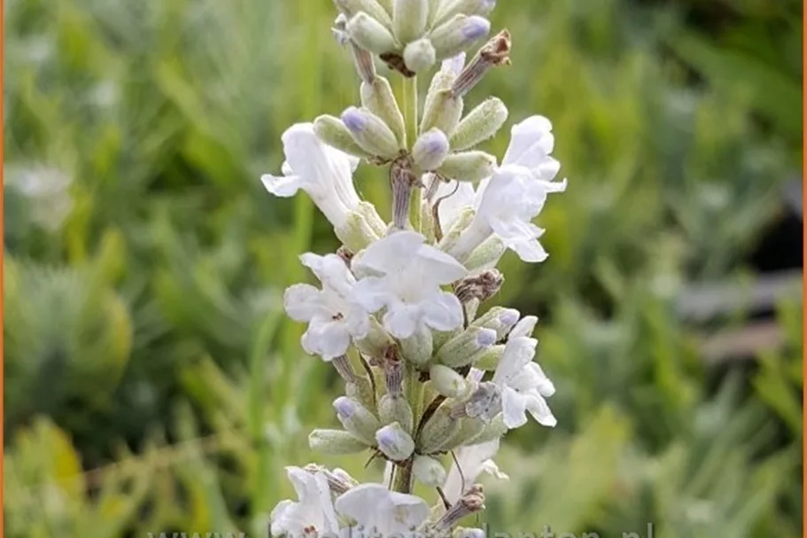 Lavandula angustifolia 'Arctic Snow'
