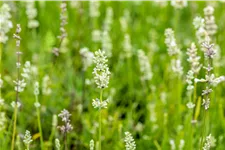 Lavandula angustifolia 'Arctic Snow'