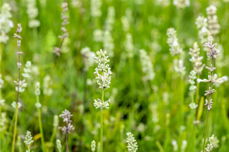Lavandula angustifolia 'Arctic Snow'