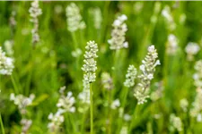 Lavandula angustifolia 'Arctic Snow'