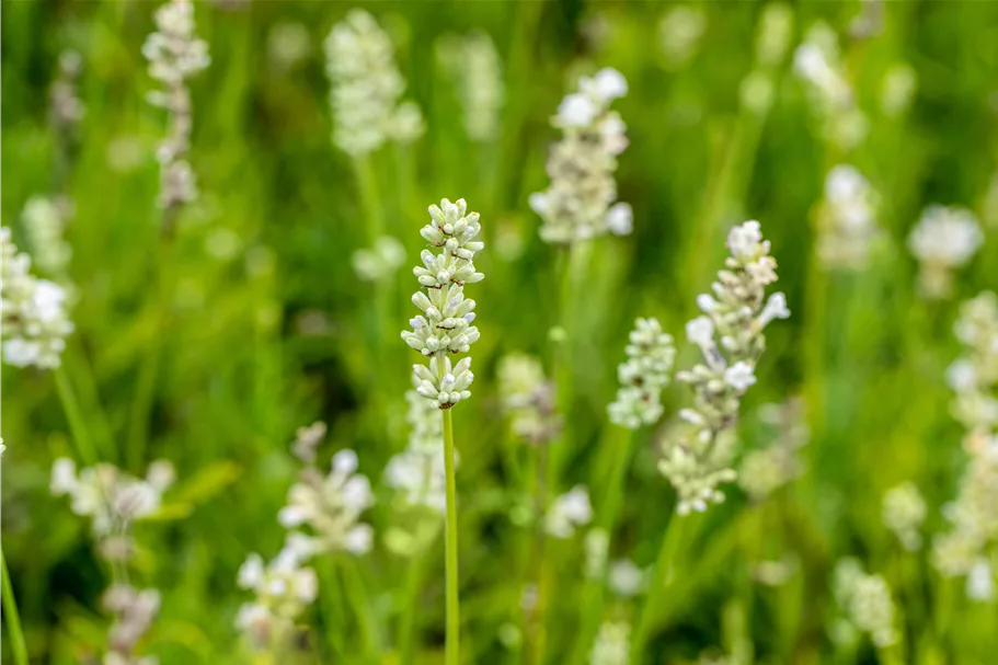 Lavandula angustifolia 'Arctic Snow'