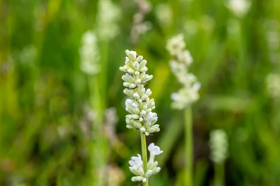 Lavandula angustifolia 'Arctic Snow'