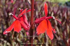 Lobelia fulgens 'Queen Victoria'