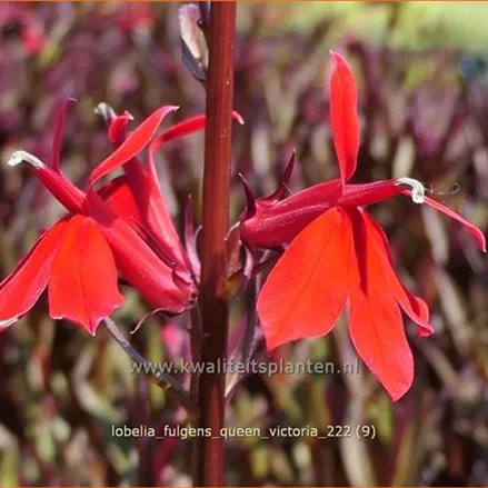 Lobelia fulgens 'Queen Victoria'
