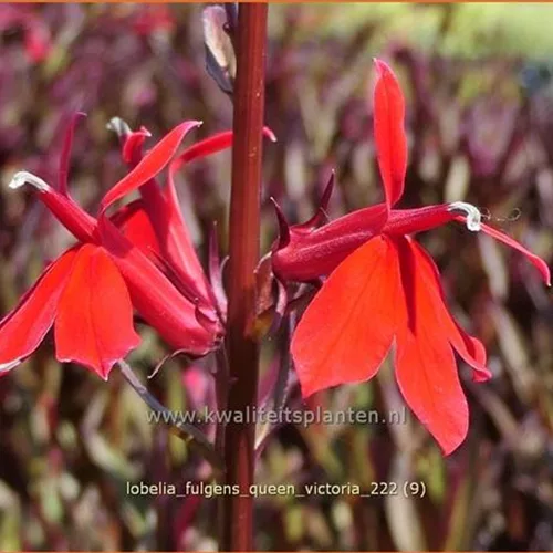 Lobelia fulgens 'Queen Victoria'