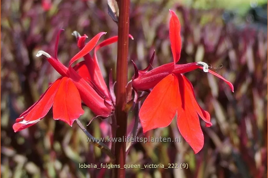 Lobelia fulgens 'Queen Victoria'