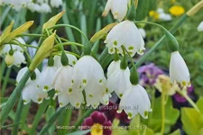 Leucojum aestivum 'Gravetye Giant'