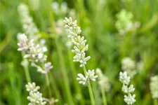 Lavandula angustifolia 'Arctic Snow'