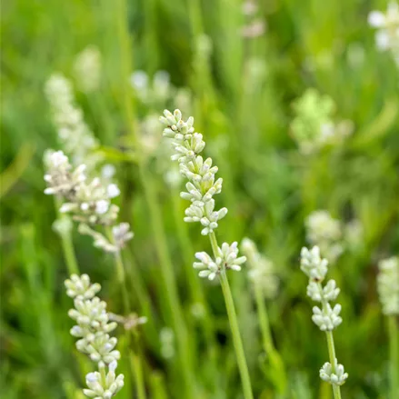 Lavandula angustifolia 'Arctic Snow'