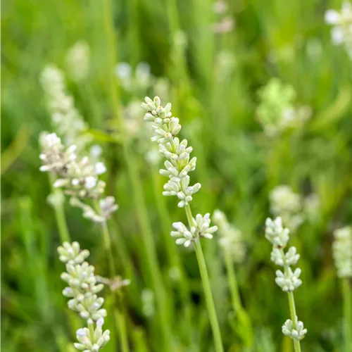Lavandula angustifolia 'Arctic Snow'