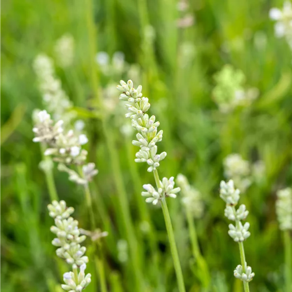 Lavandula angustifolia 'Arctic Snow'