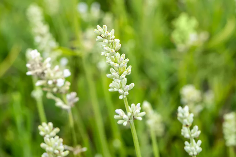 Lavandula angustifolia 'Arctic Snow'