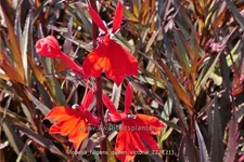 Lobelia fulgens 'Queen Victoria'