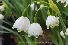 Leucojum aestivum 'Gravetye Giant'