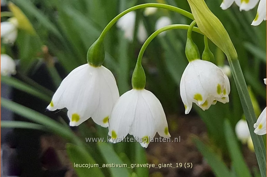 Leucojum aestivum 'Gravetye Giant'