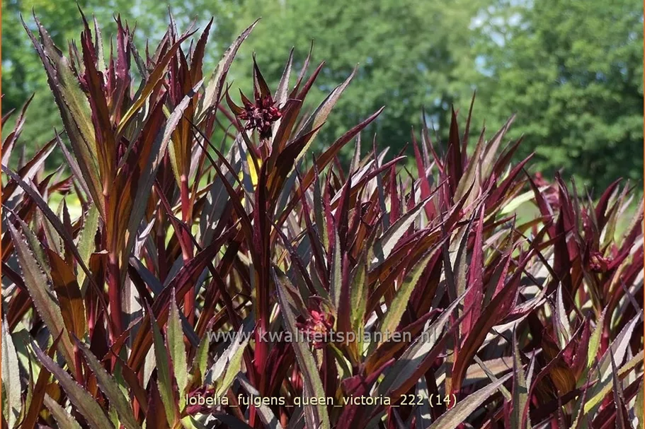 Lobelia fulgens 'Queen Victoria'