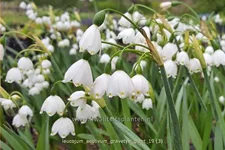 Leucojum aestivum 'Gravetye Giant'