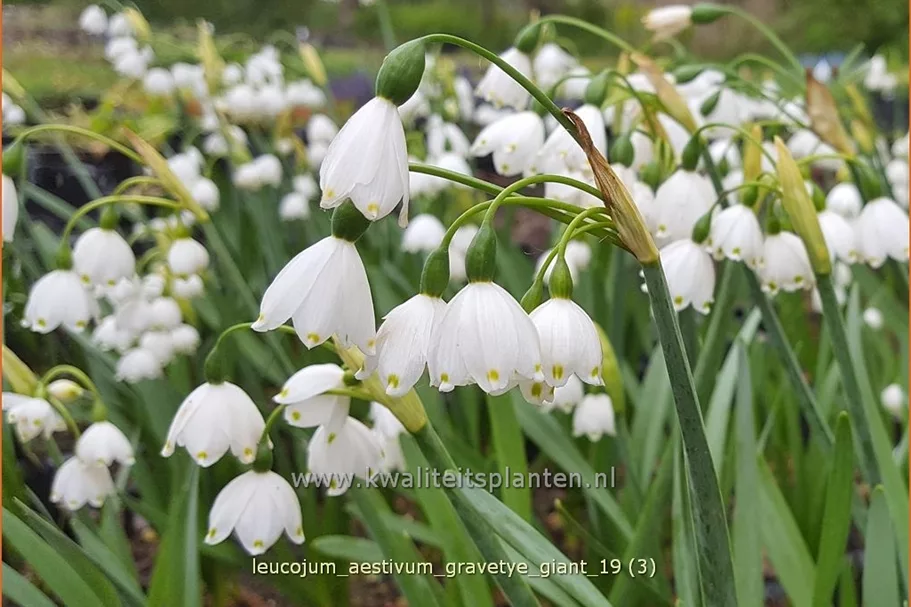 Leucojum aestivum 'Gravetye Giant'