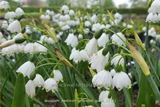 Leucojum aestivum 'Gravetye Giant'