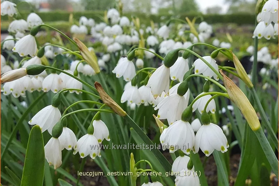 Leucojum aestivum 'Gravetye Giant'