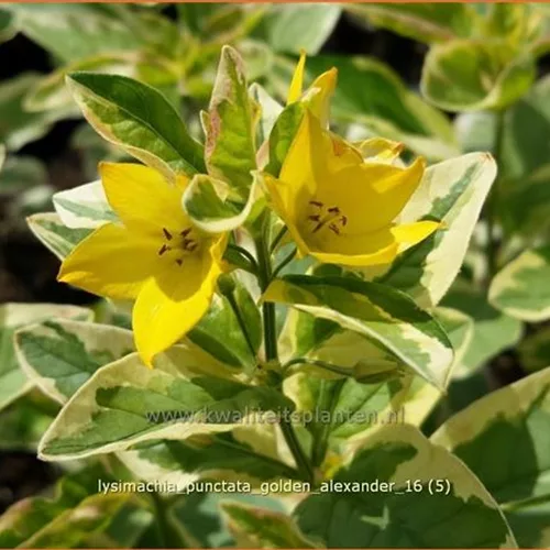 Lysimachia punctata 'Golden Alexander'