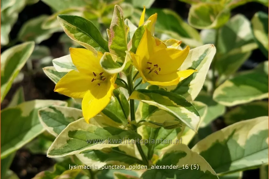 Lysimachia punctata 'Golden Alexander'