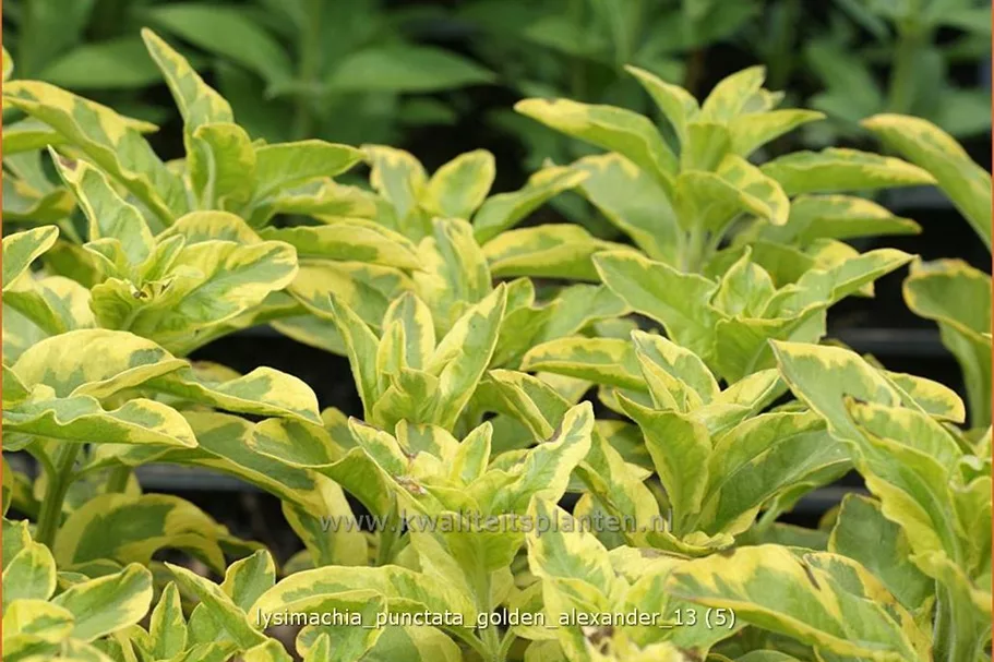 Lysimachia punctata 'Golden Alexander'