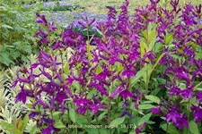 Lobelia x speciosa 'Hadspen Purple'