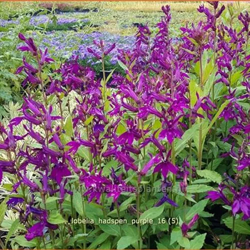 Lobelia x speciosa 'Hadspen Purple'