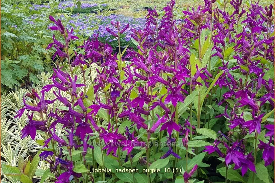 Lobelia x speciosa 'Hadspen Purple'