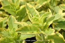 Lysimachia punctata 'Golden Alexander'