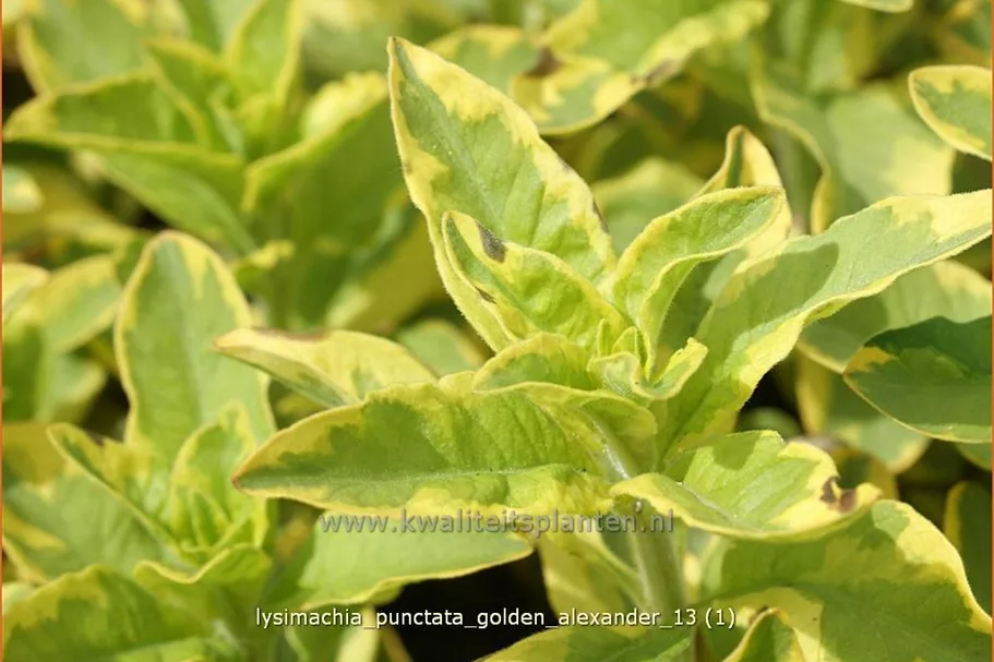 Lysimachia punctata 'Golden Alexander'