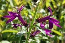 Lobelia x speciosa 'Hadspen Purple'