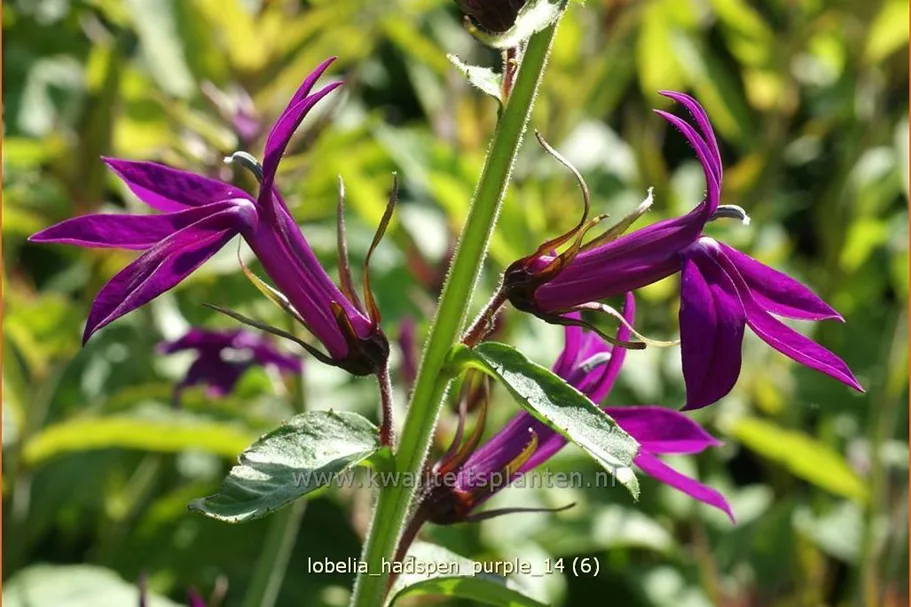 Lobelia x speciosa 'Hadspen Purple'