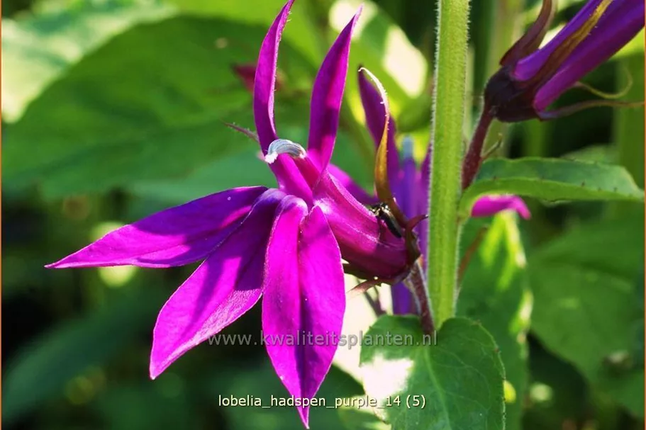 Lobelia x speciosa 'Hadspen Purple'