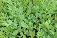 Levisticum officinale