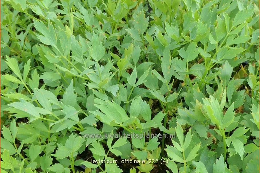 Levisticum officinale