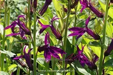 Lobelia x speciosa 'Hadspen Purple'