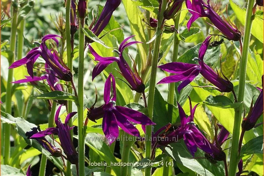 Lobelia x speciosa 'Hadspen Purple'