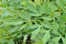 Levisticum officinale