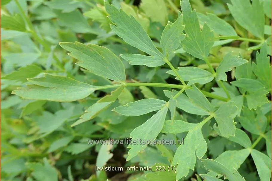 Levisticum officinale