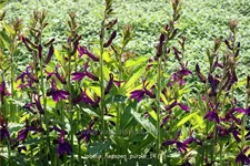 Lobelia x speciosa 'Hadspen Purple'