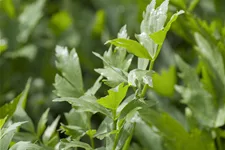 Levisticum officinale