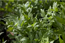 Levisticum officinale