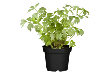 Levisticum officinale