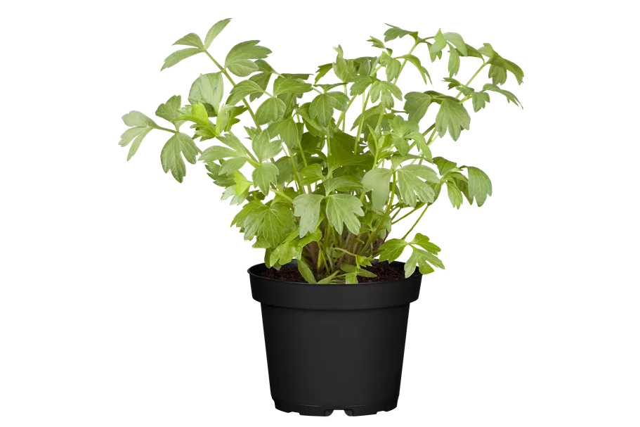 Levisticum officinale