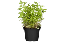 Levisticum officinale